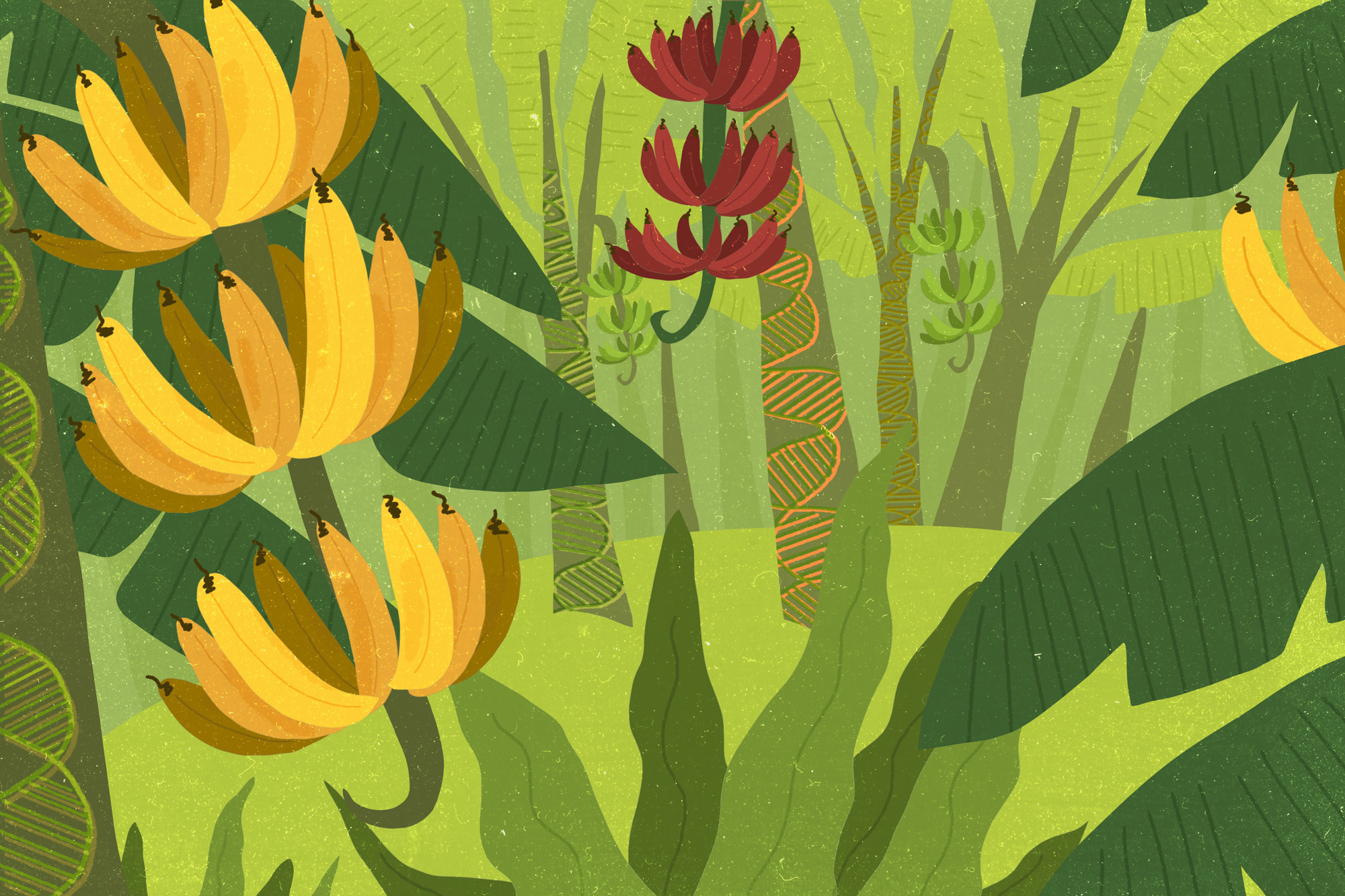 Illustration of colored bananas in a forest, with DNA etchings in the bark of the trees