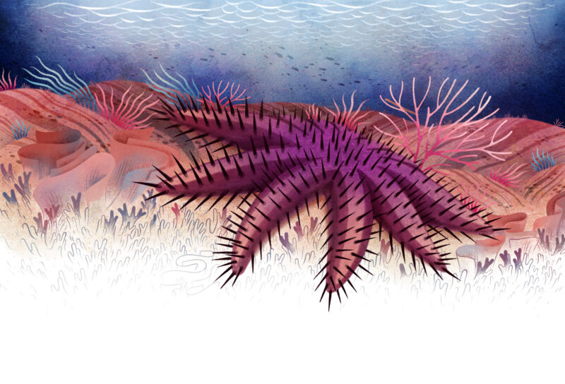 Illustration of a crown of thorn starfish extending its reach over a bed of coral reefs.