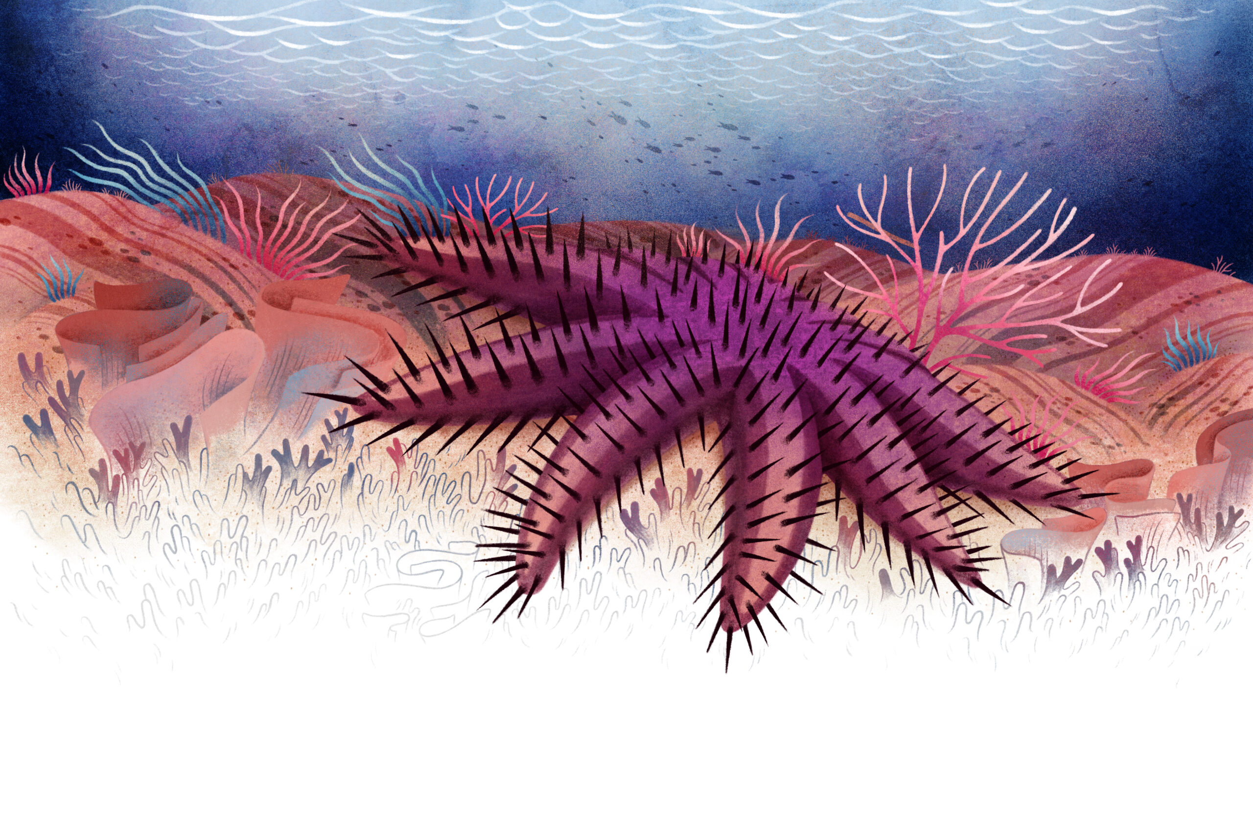 Illustration of a crown of thorn starfish extending its reach over a bed of coral reefs.