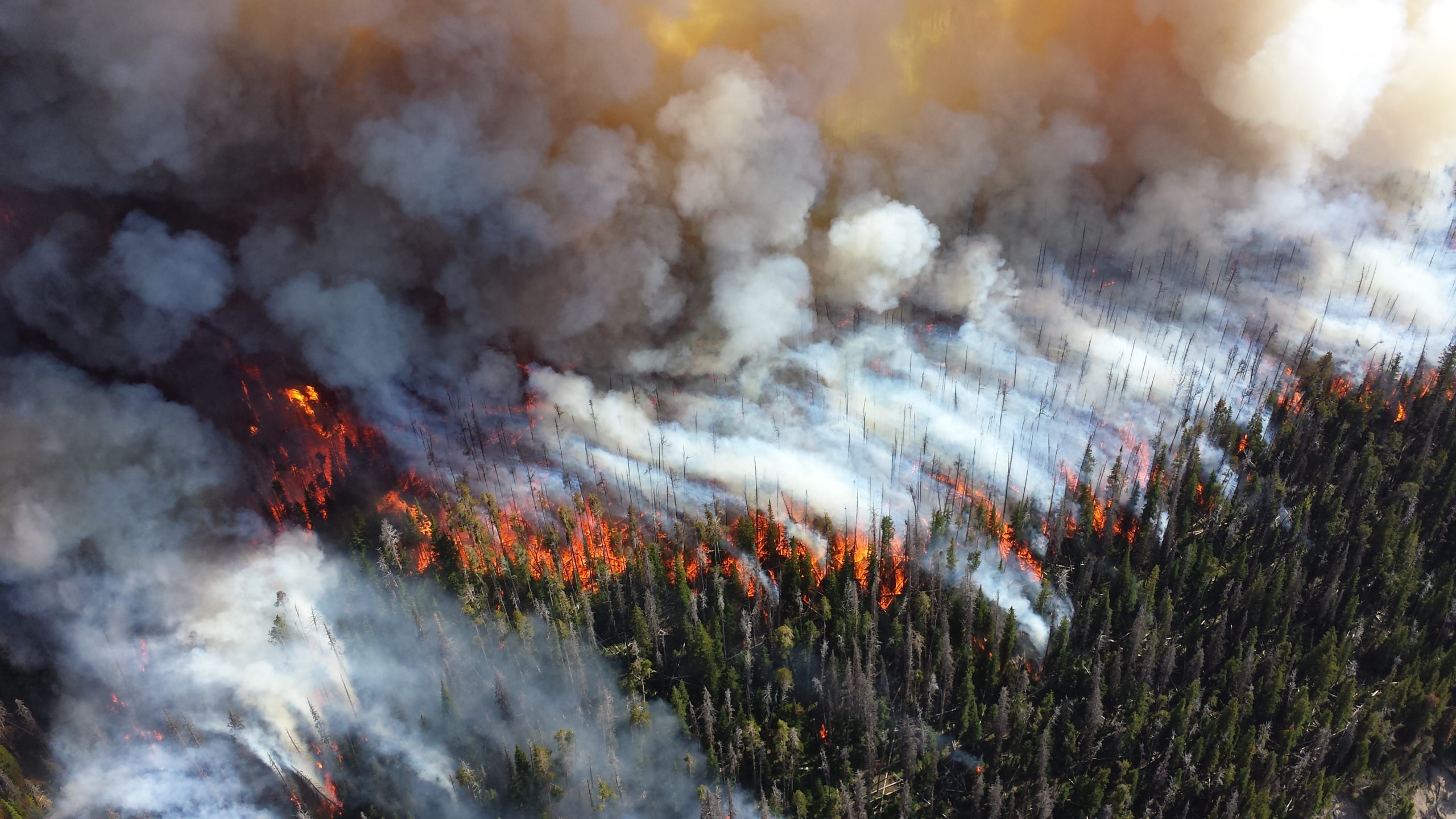 Photograph from a bird's eye view of fire spreading through a forest. The burning trees appear like candlesticks from afar, and white smoke hovers over the scene.